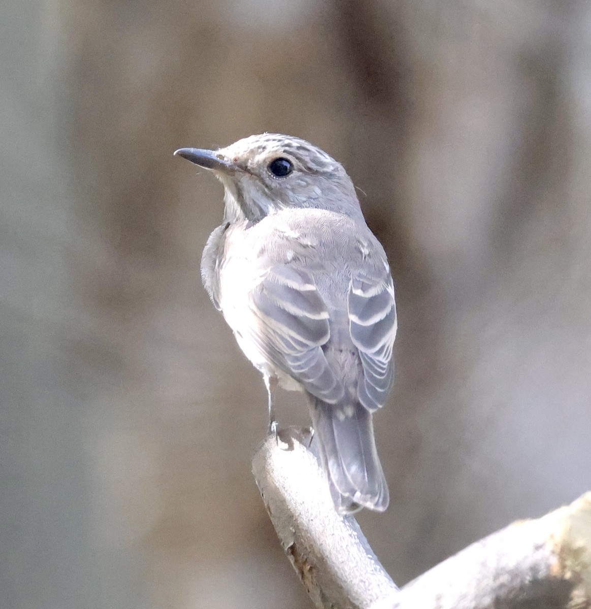 Spotted Flycatcher - ML642876174