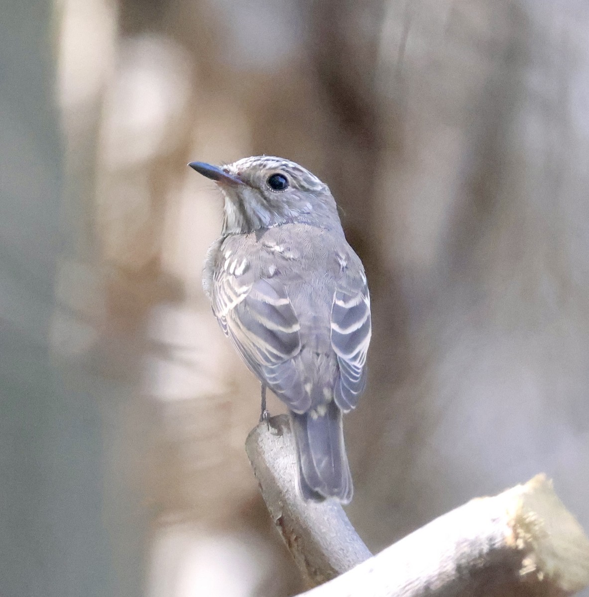 Spotted Flycatcher - ML642876176
