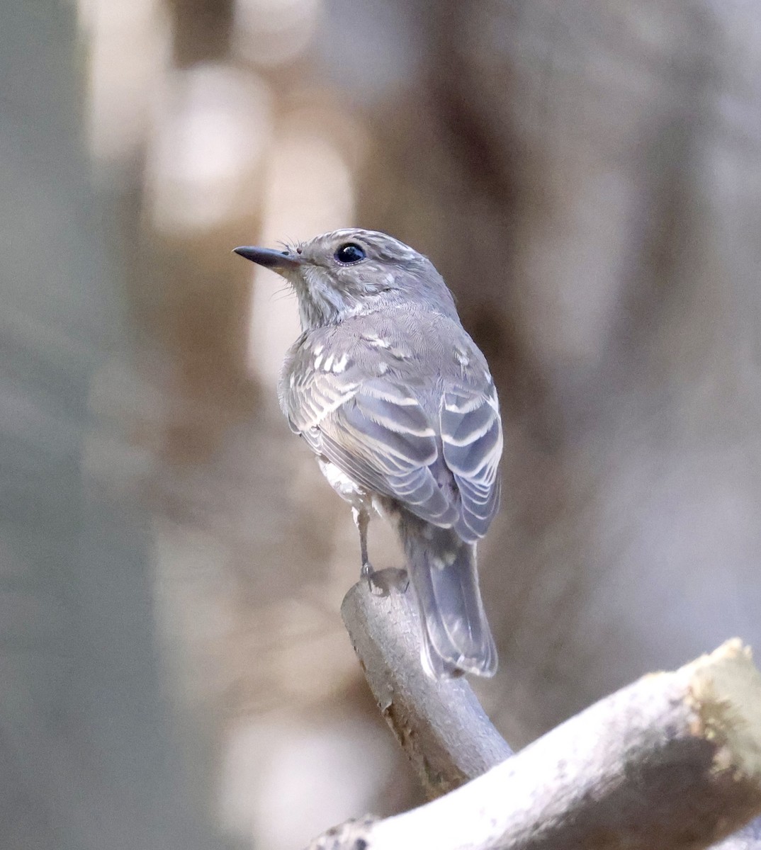 Spotted Flycatcher - ML642876177