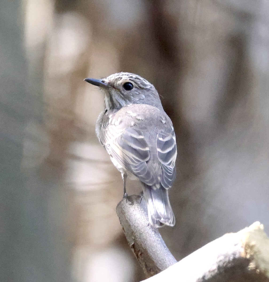 Spotted Flycatcher - ML642876178