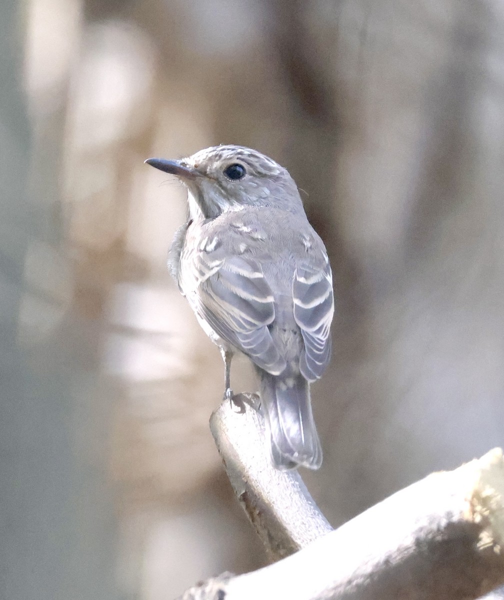 Spotted Flycatcher - ML642876179