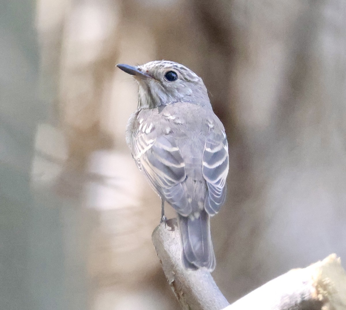Spotted Flycatcher - ML642876180