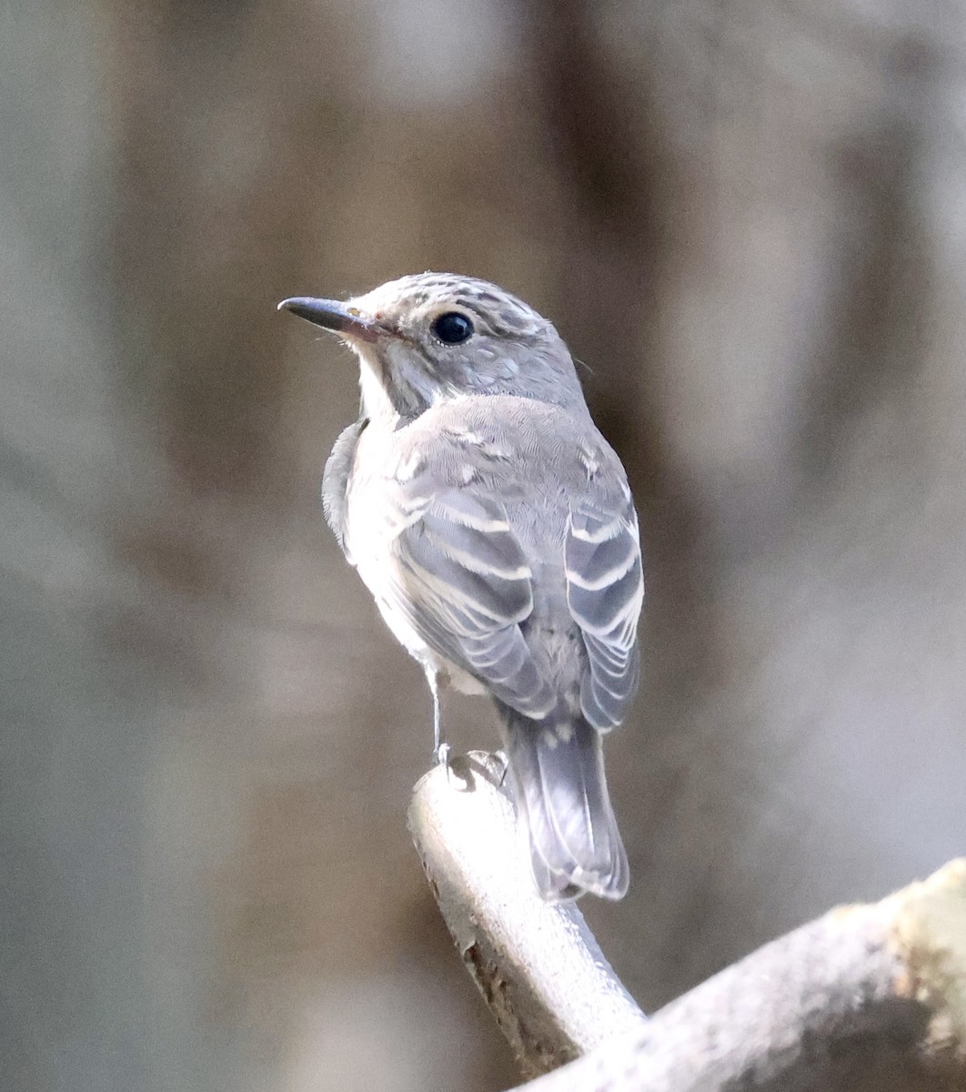 Spotted Flycatcher - ML642876181