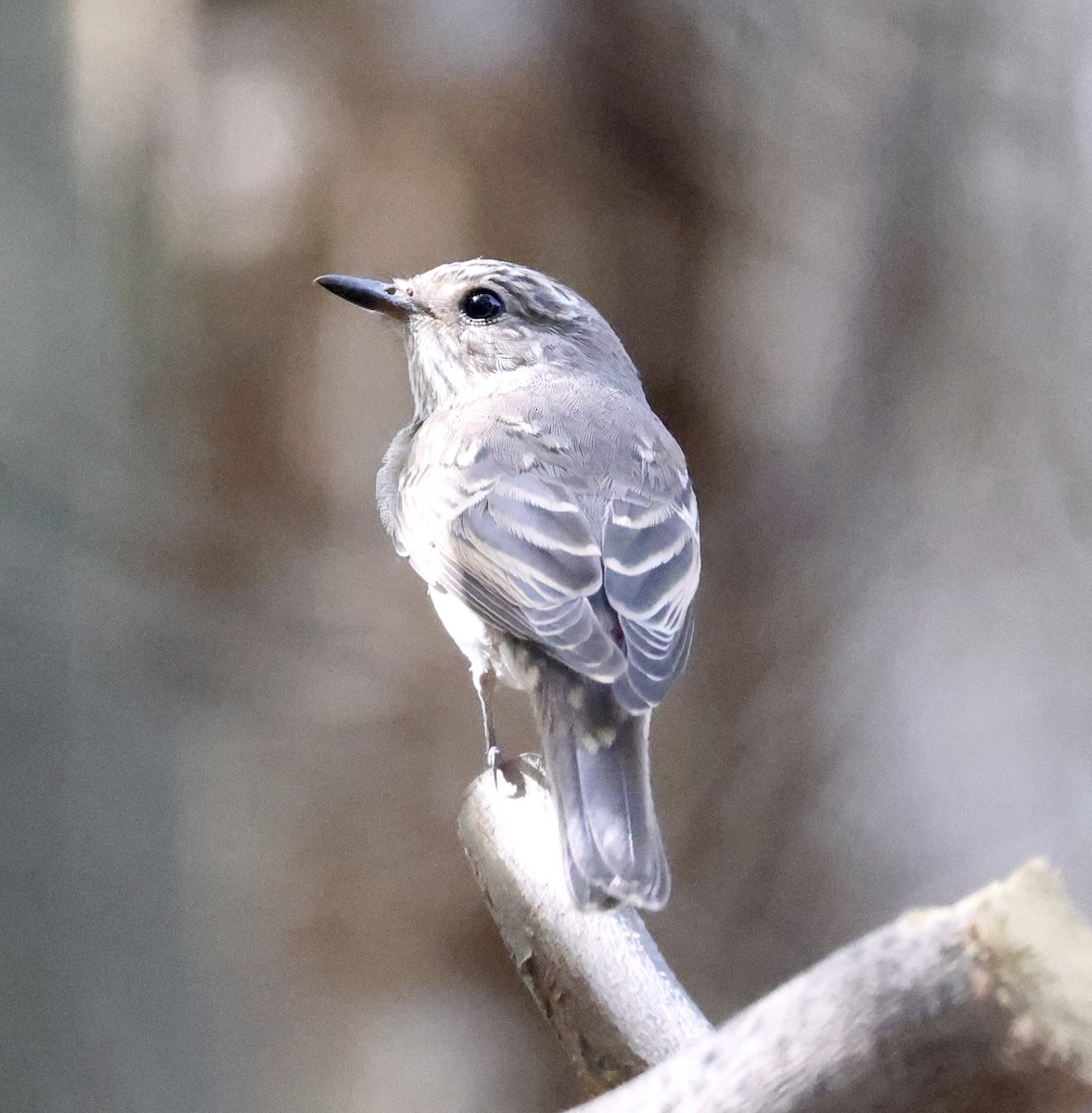 Spotted Flycatcher - ML642876182