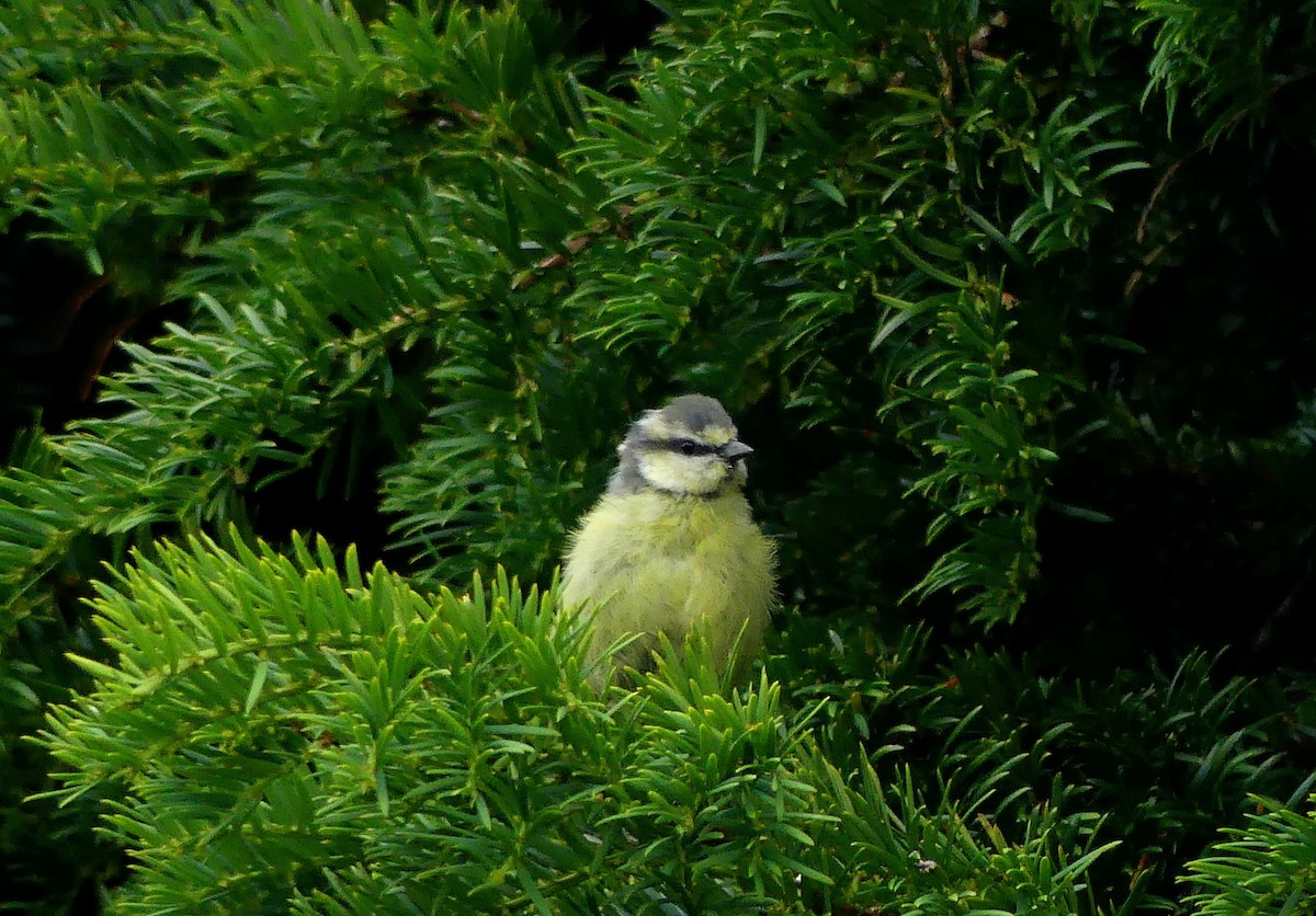 Eurasian Blue Tit - ML642876185