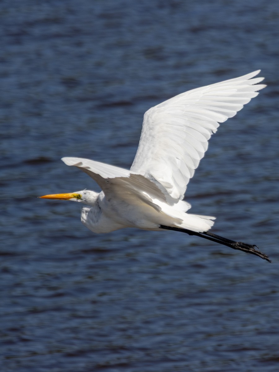 Great Egret - ML642876186