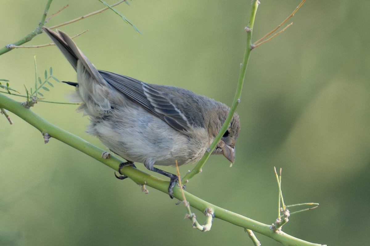 Lazuli Bunting - ML642876187