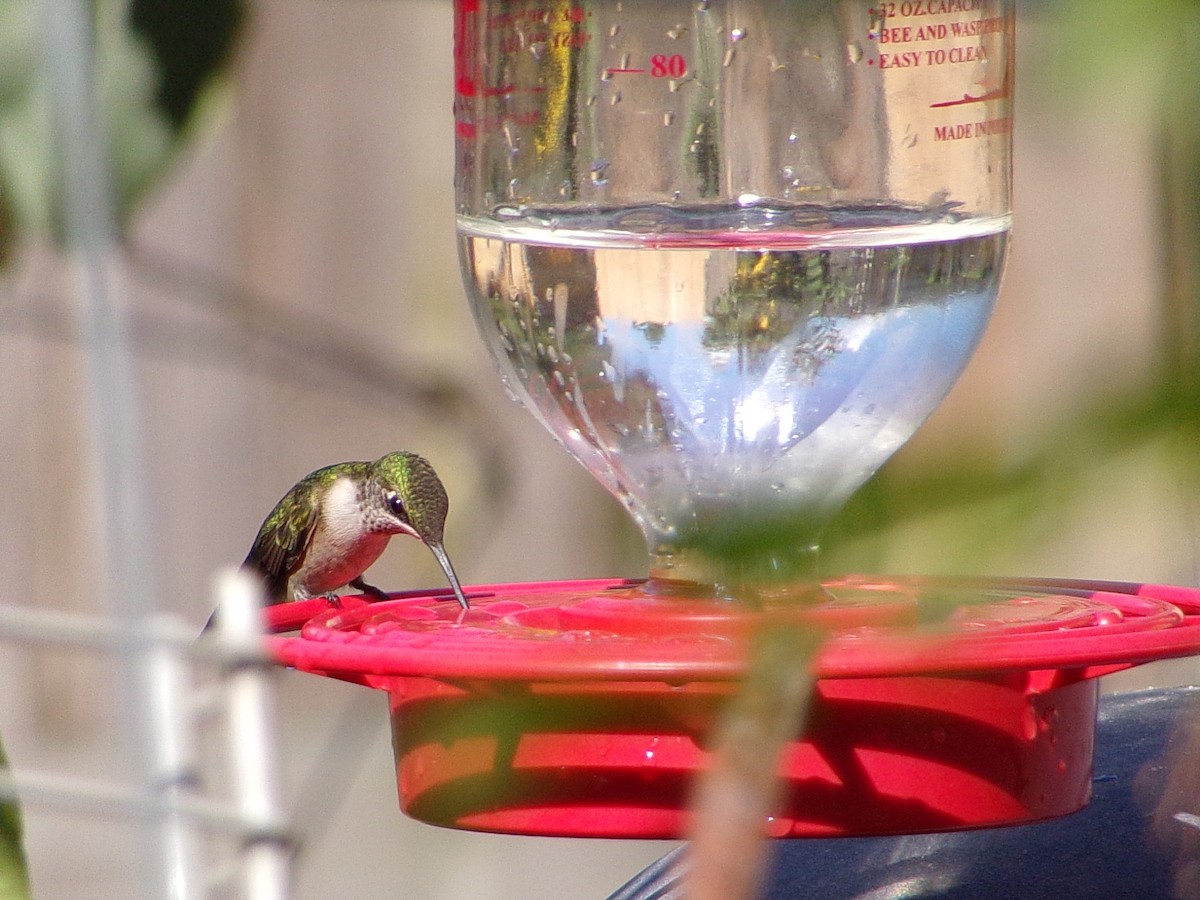 Ruby-throated Hummingbird - ML642876188
