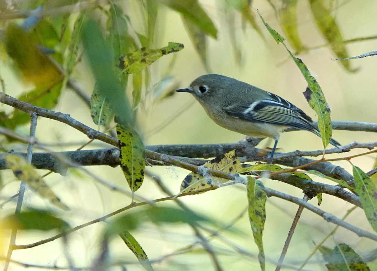 Ruby-crowned Kinglet - ML642876191