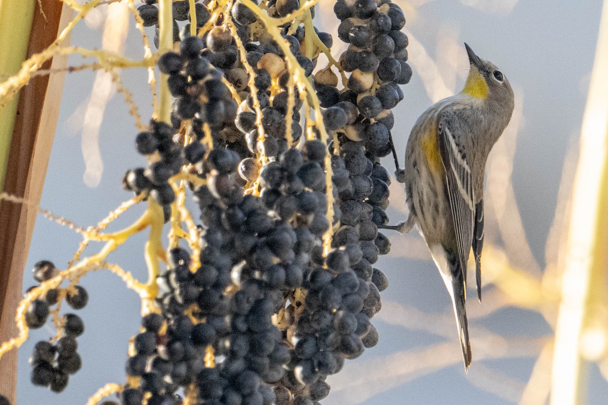Yellow-rumped Warbler - ML642876192