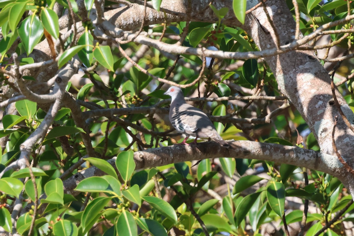 Crested Pigeon - ML642876193