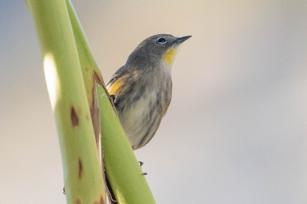 Yellow-rumped Warbler - ML642876194
