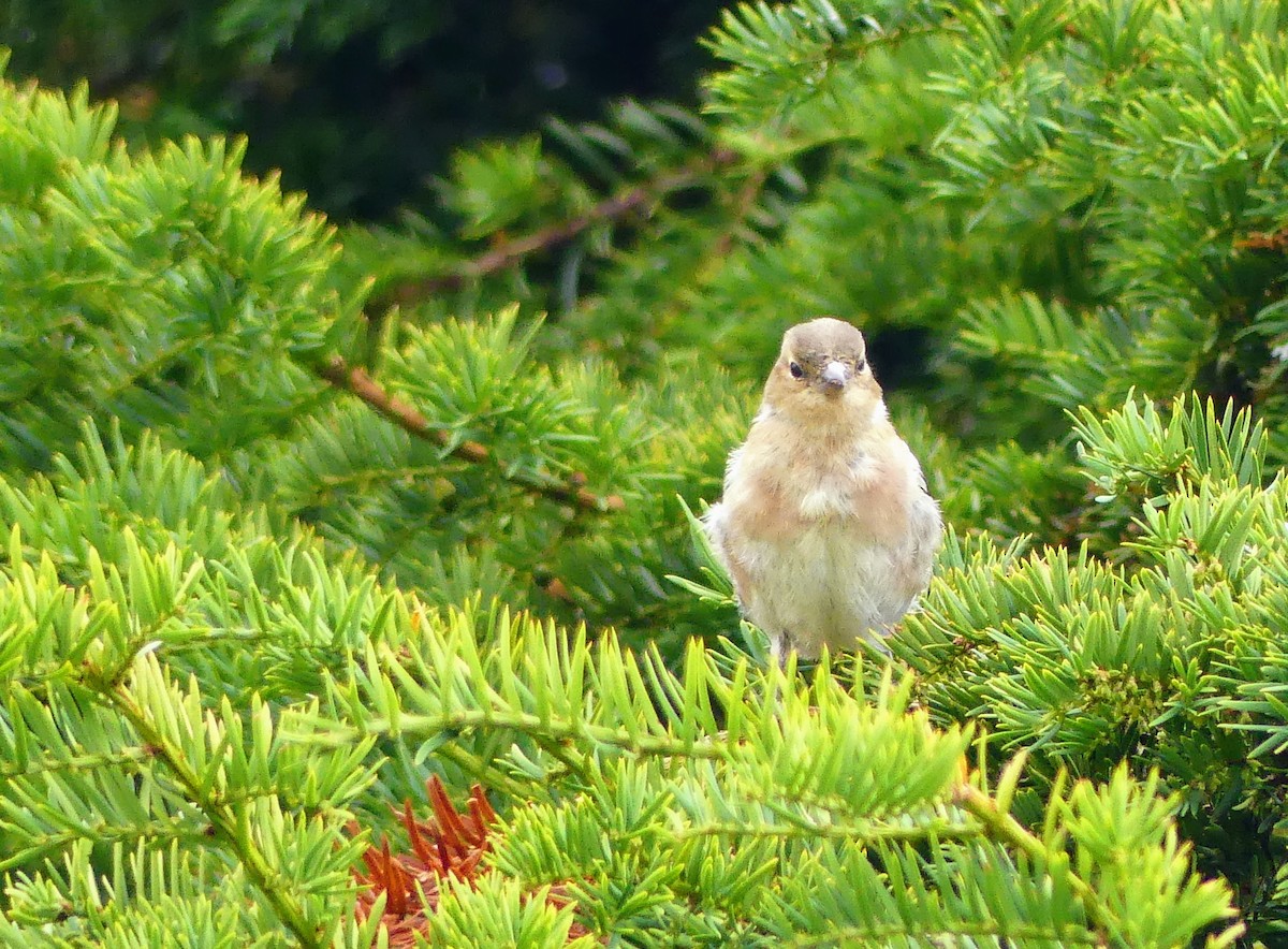 Common Chaffinch - ML642876195