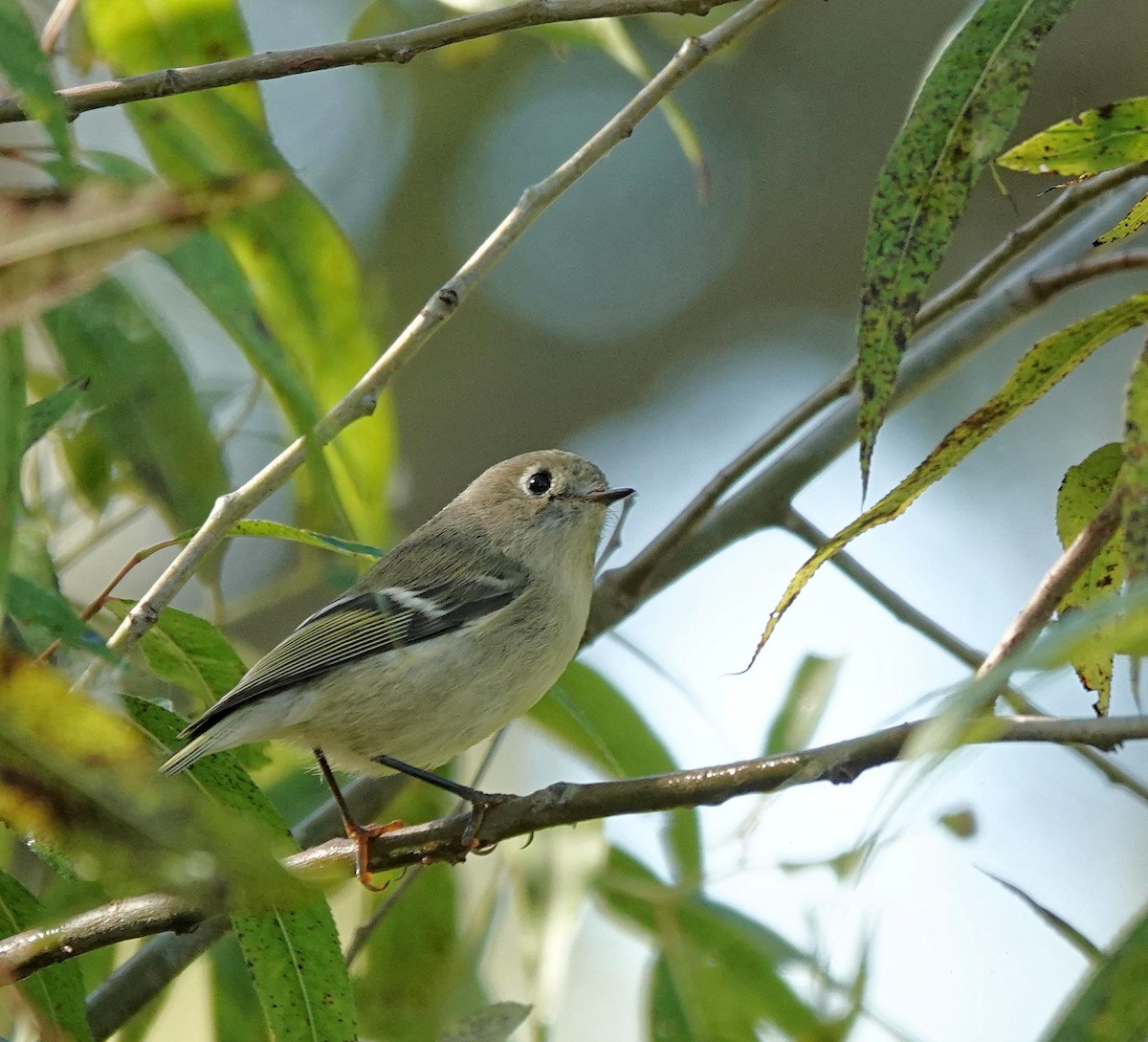 Ruby-crowned Kinglet - ML642876196