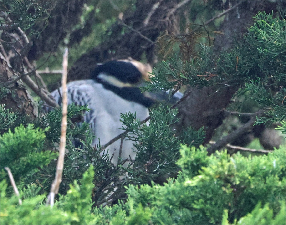 Yellow-crowned Night Heron - ML642876211