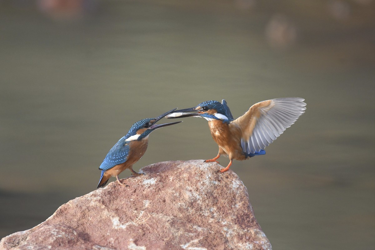 Martin pescatore - ML642876221