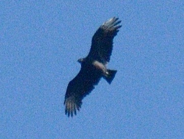 Black Vulture - ML642876223