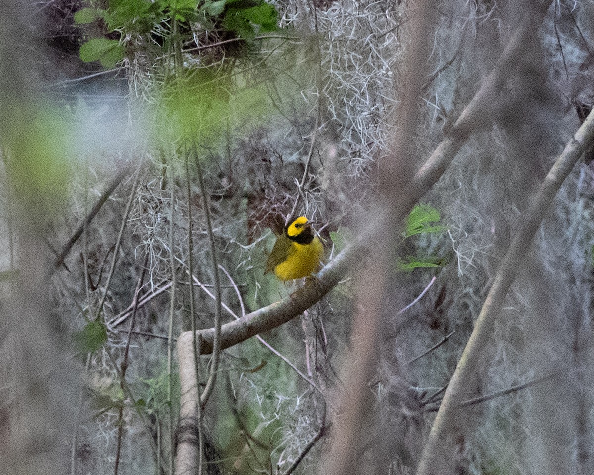 hetteparula - ML642876228