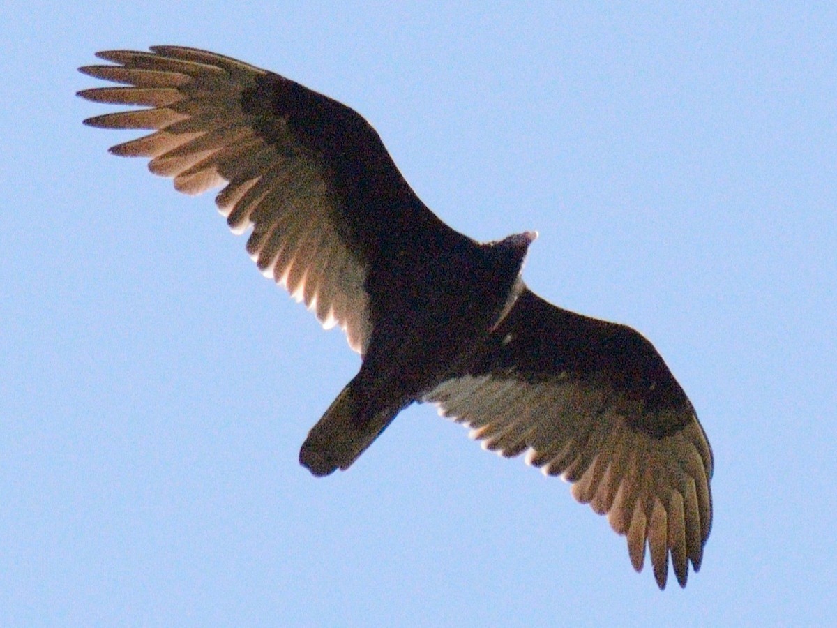 kalkunkondor - ML642876229