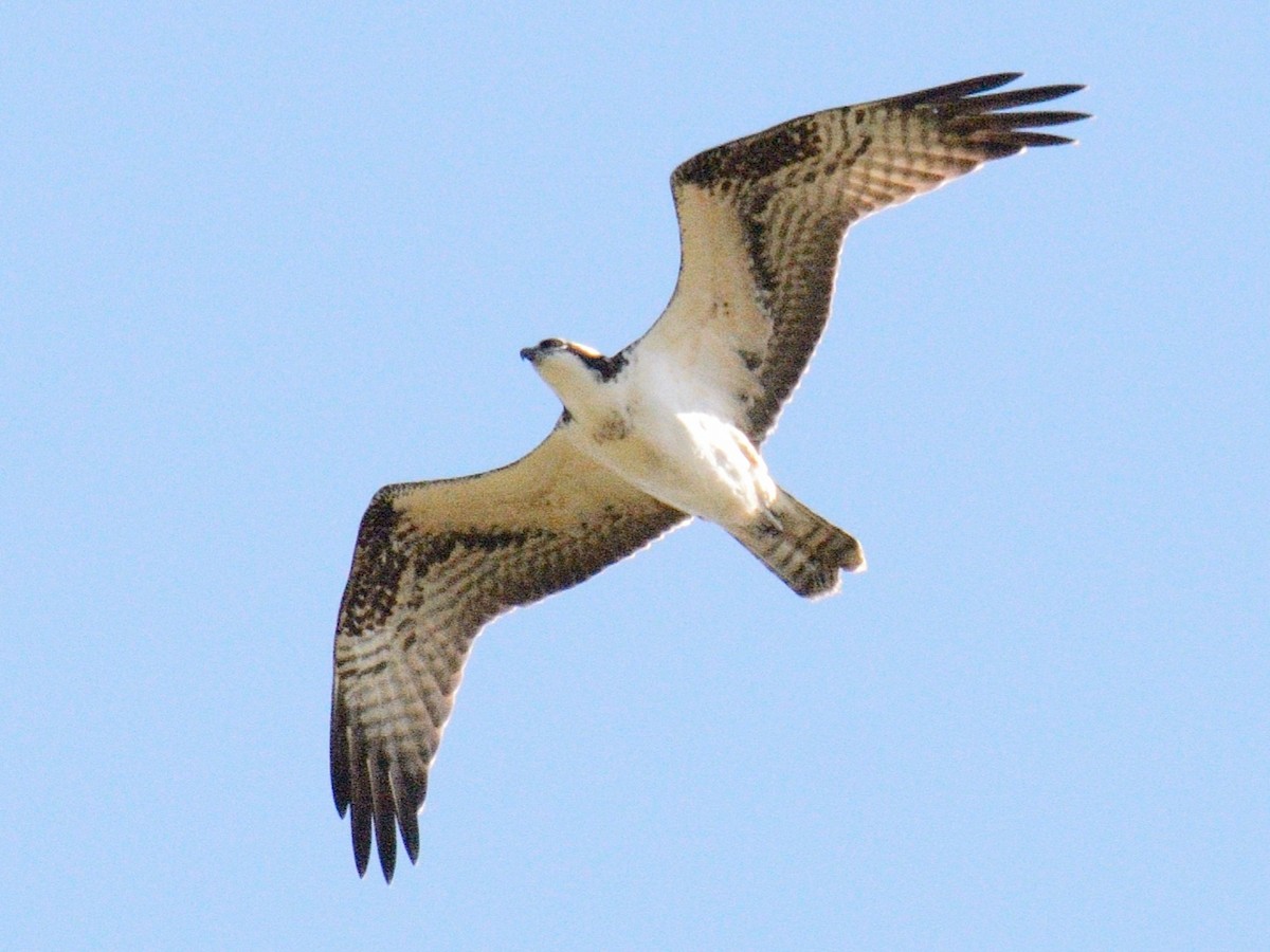 fiskeørn (carolinensis) - ML642876237