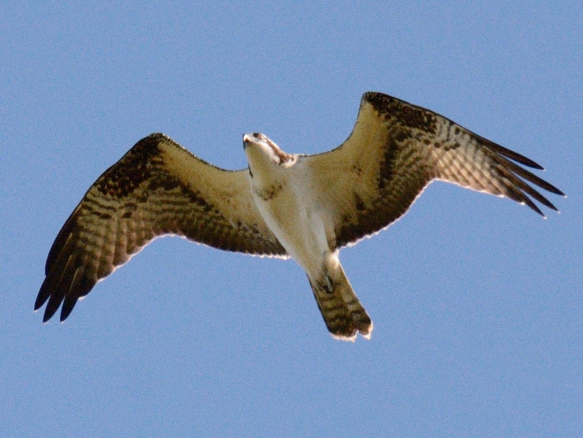 fiskeørn (carolinensis) - ML642876238