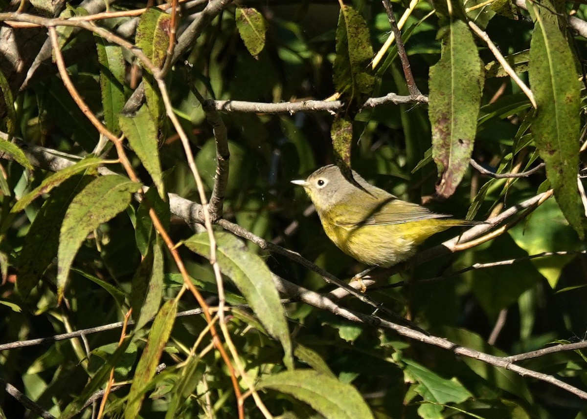 bjørkeparula - ML642876239