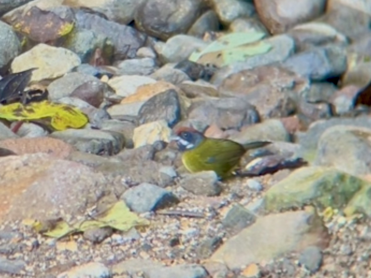 Sooty-faced Finch - ML642876249