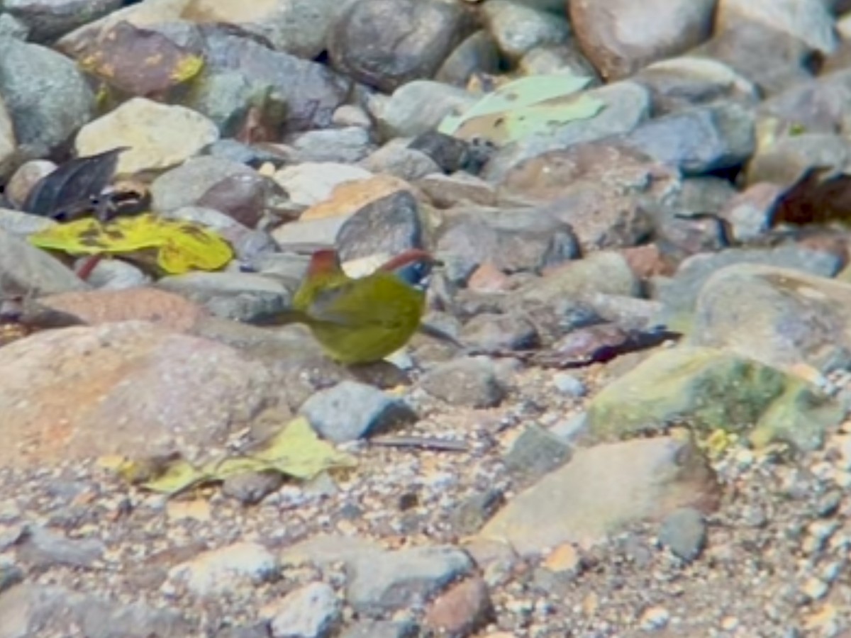 Sooty-faced Finch - ML642876250