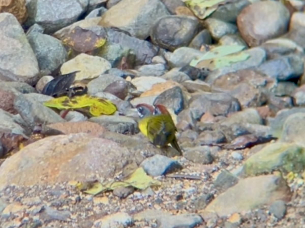 Sooty-faced Finch - ML642876251