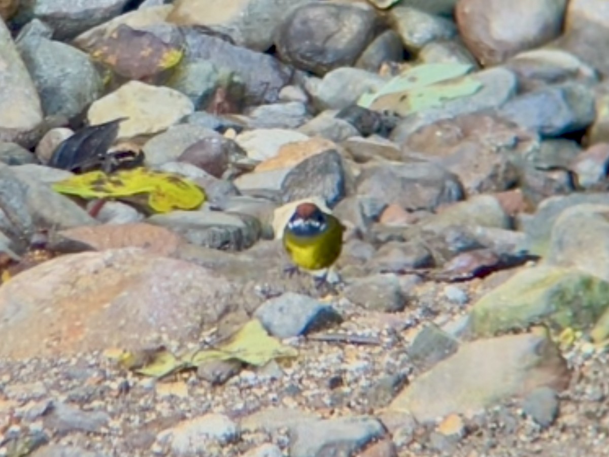 Sooty-faced Finch - ML642876252