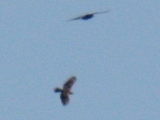 Rotschulterbussard [lineatus-Gruppe] - ML642876255