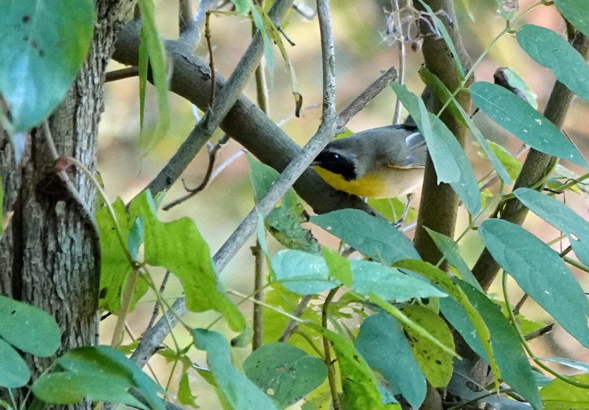 Weidengelbkehlchen - ML642876270