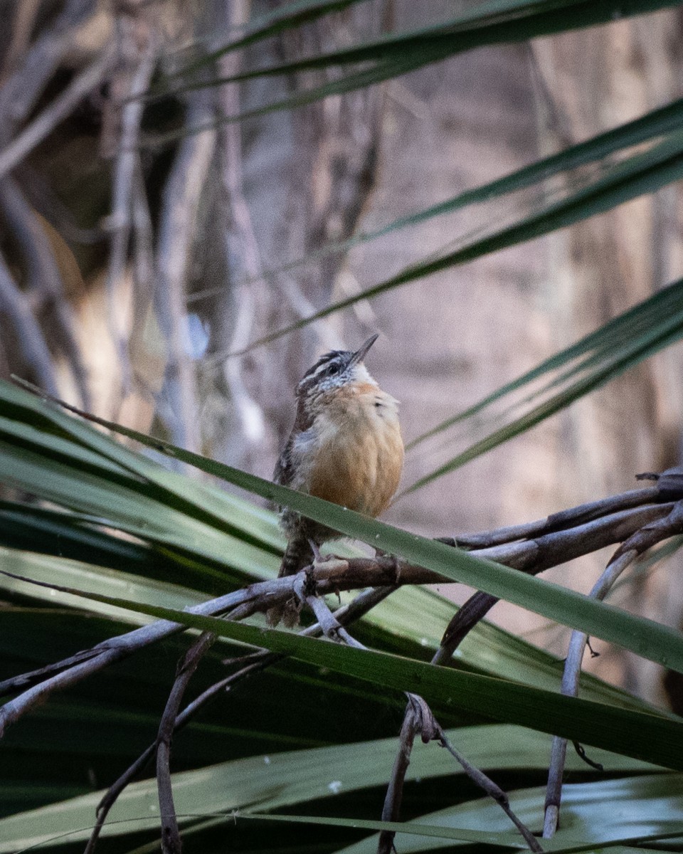 Carolinazaunkönig - ML642876280
