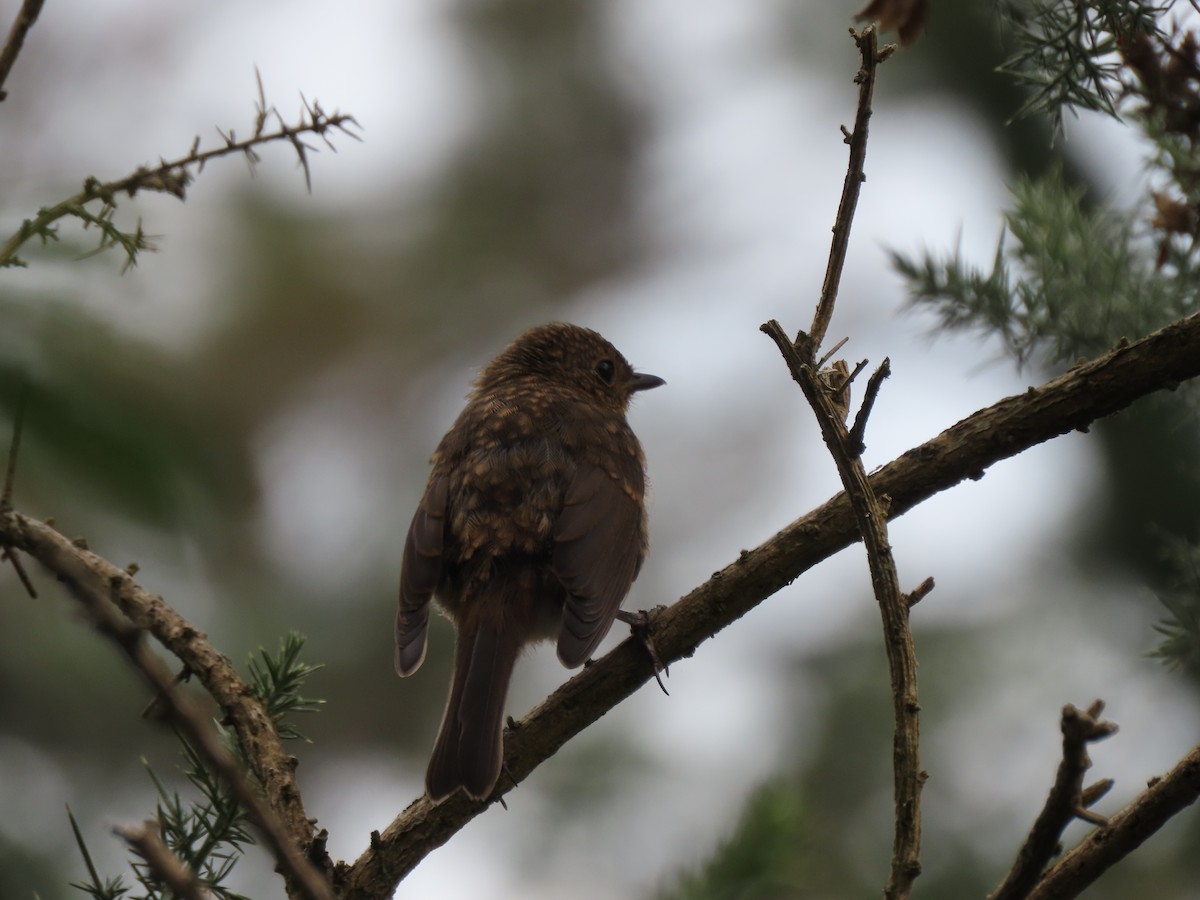 Rotkehlchen - ML642876284