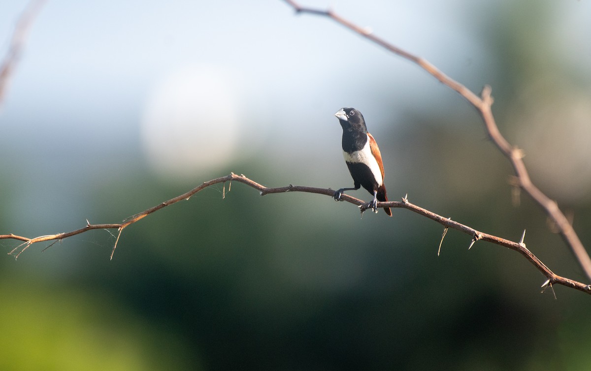 Tricolored Munia - ML642876299
