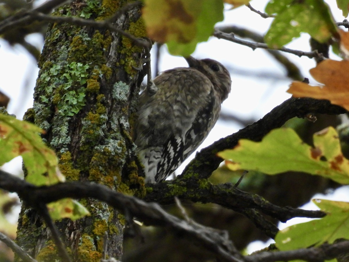 Yellow-bellied Sapsucker - ML642876303