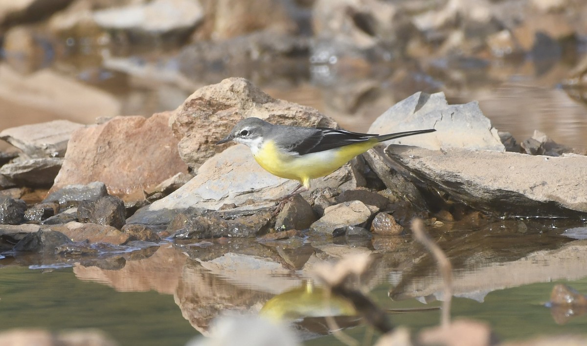 Ballerina gialla - ML642876308