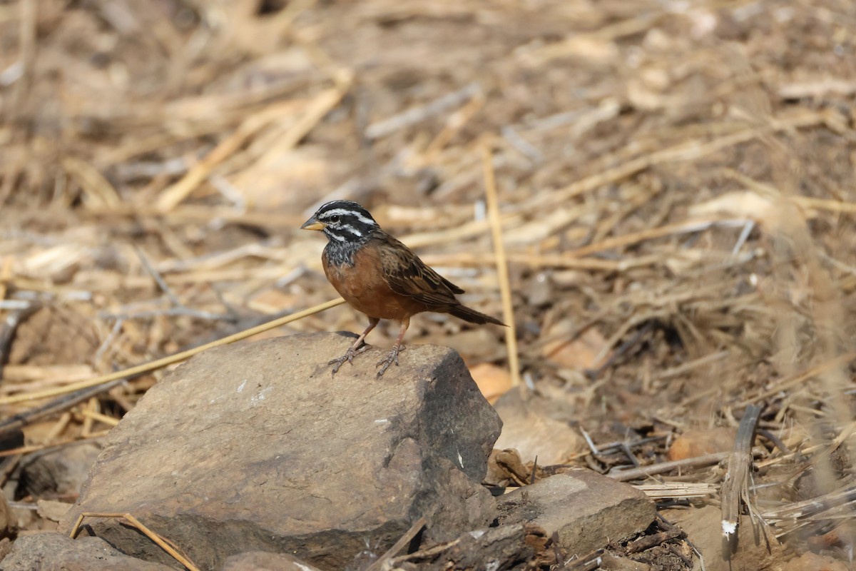 Cape Bunting - ML642876315