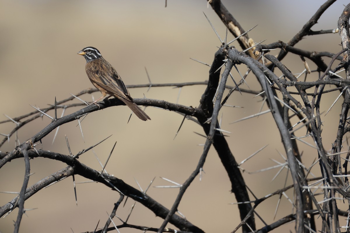 Cape Bunting - ML642876316