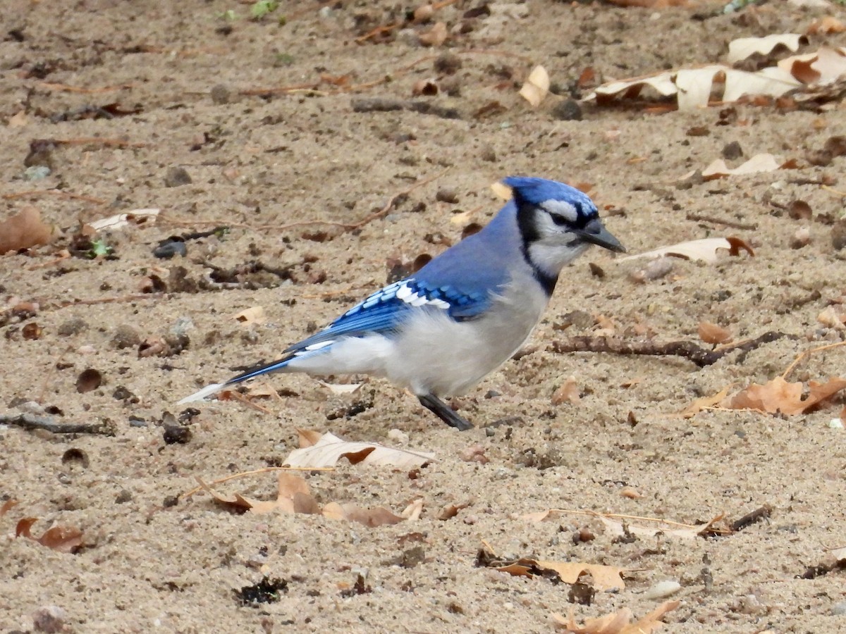 Blue Jay - ML642876317