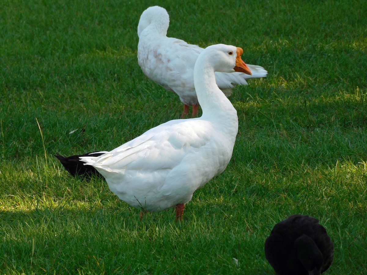 Graylag Goose (Domestic type) - ML642876328