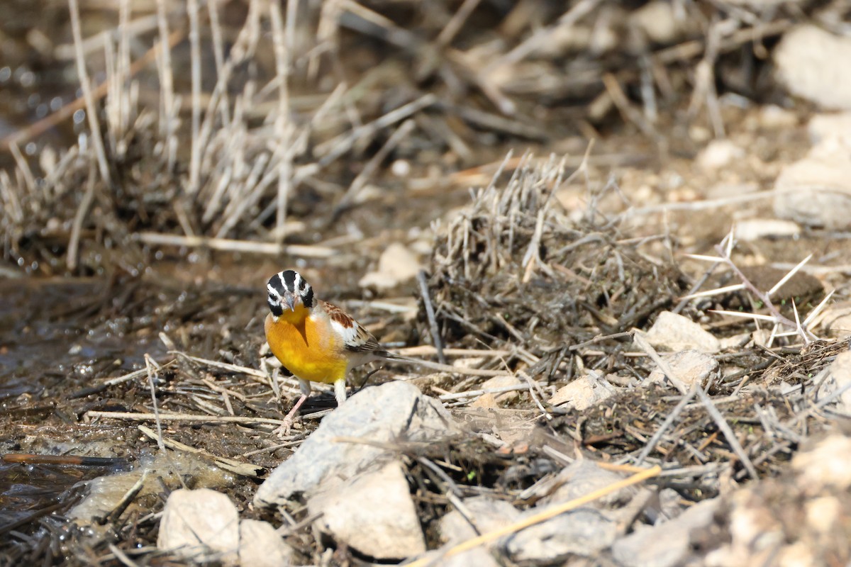 Golden-breasted Bunting - ML642876330