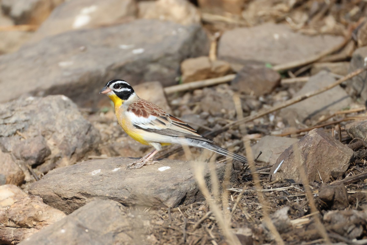 Golden-breasted Bunting - ML642876331