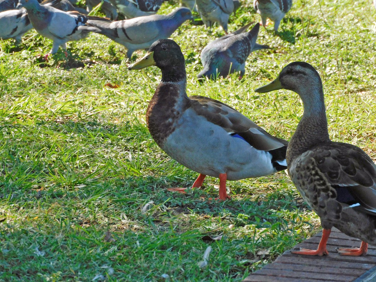 Mallard (Domestic type) - ML642876341