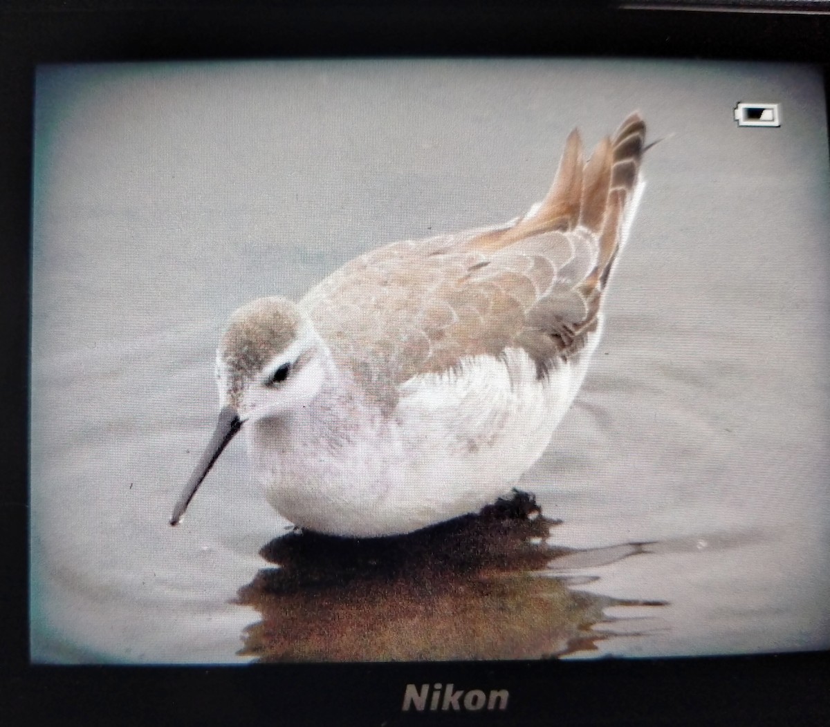 Wilson's Phalarope - ML642876343