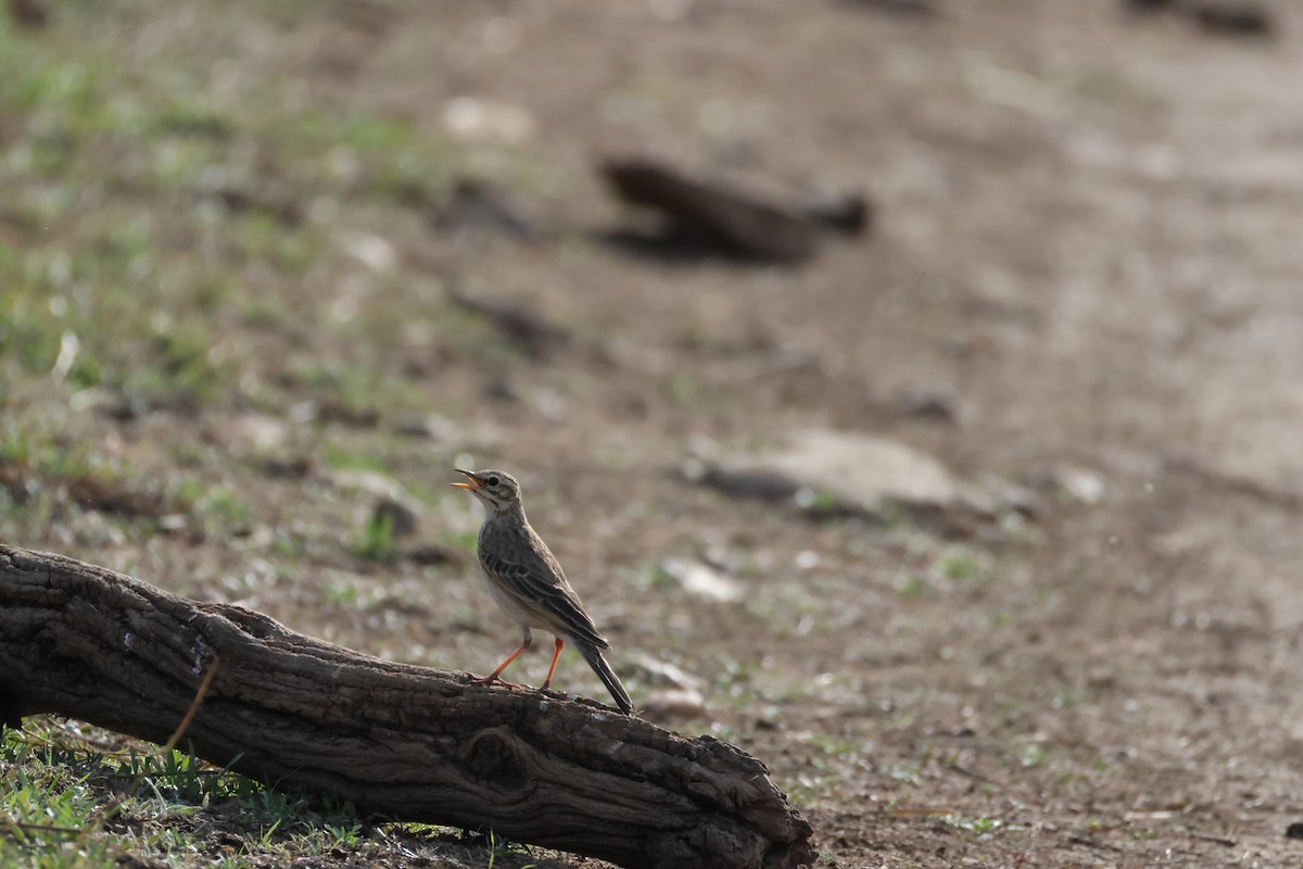 African Pipit - ML642876347