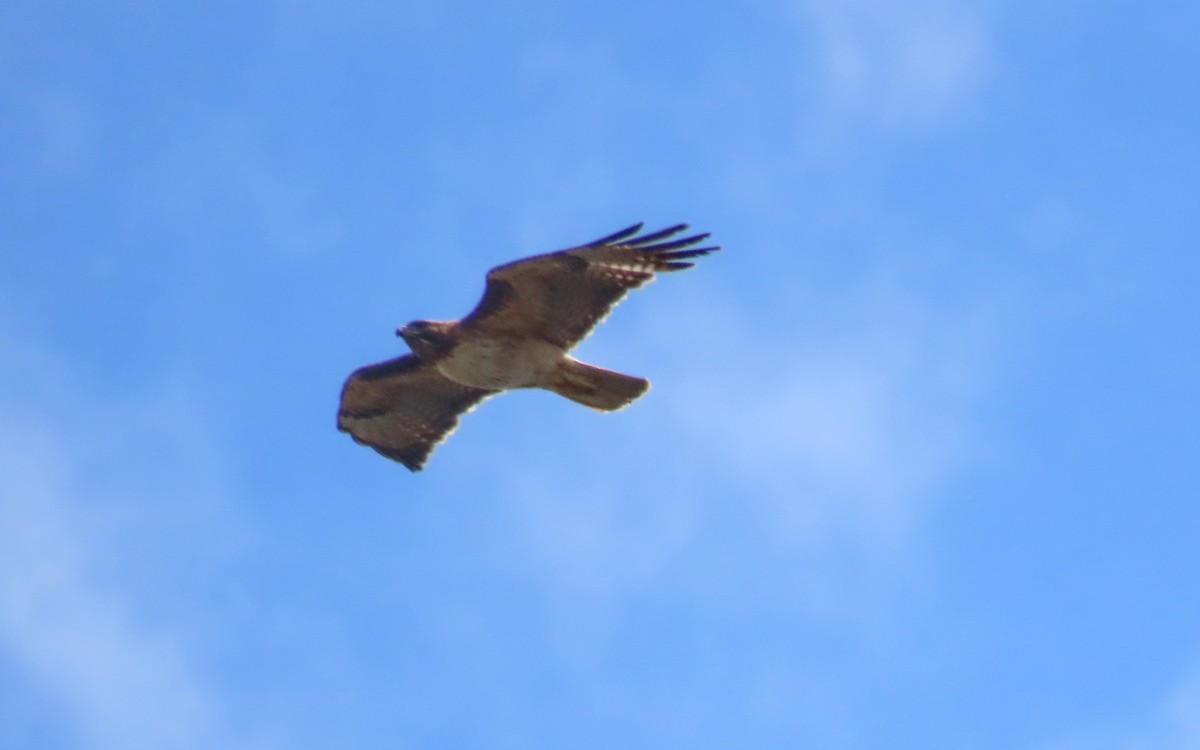 Red-tailed Hawk - ML642876355
