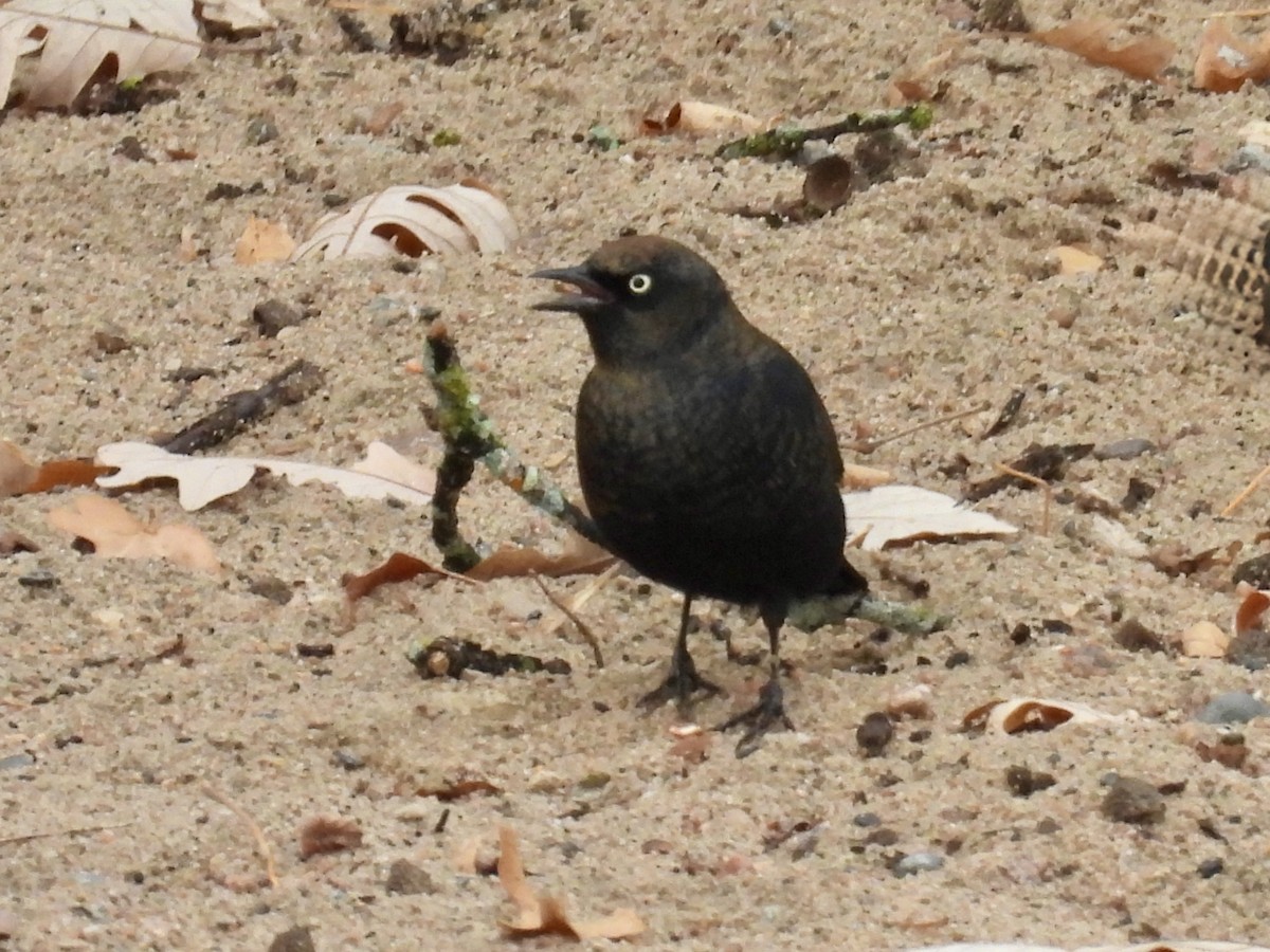 Rusty Blackbird - ML642876359