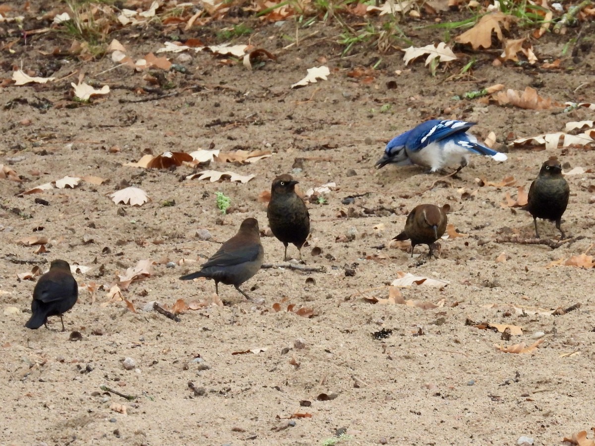 Rusty Blackbird - ML642876360