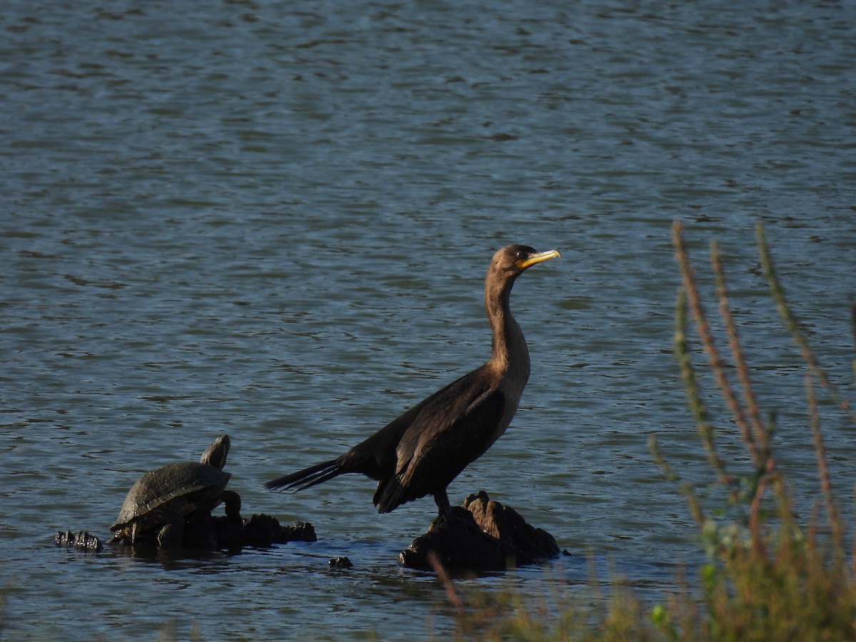 Double-crested Cormorant - ML642876361